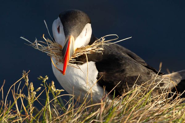Nature/Puffins